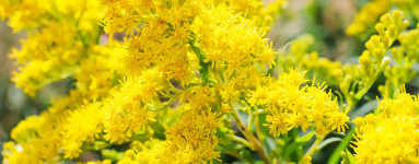 Zlata rozga (Solidago virgaurea)